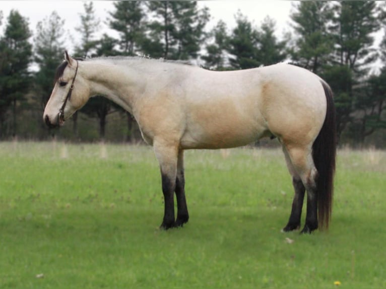 American Quarter Horse Gelding 7 years 15,1 hh Buckskin in Shipshewana IN