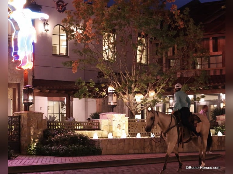 American Quarter Horse Gelding 7 years 15.1 hh Buckskin in Weatherford TX