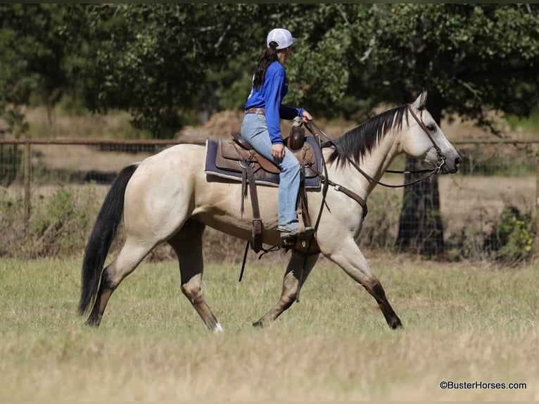 American Quarter Horse Gelding 7 years 15.1 hh Buckskin in Weatherford TX