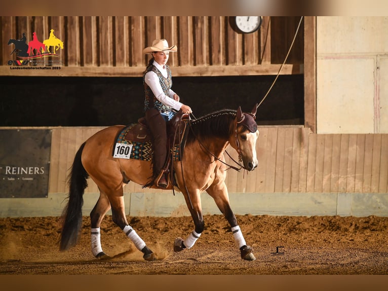 American Quarter Horse Gelding 7 years 15,1 hh Buckskin in Simonswald