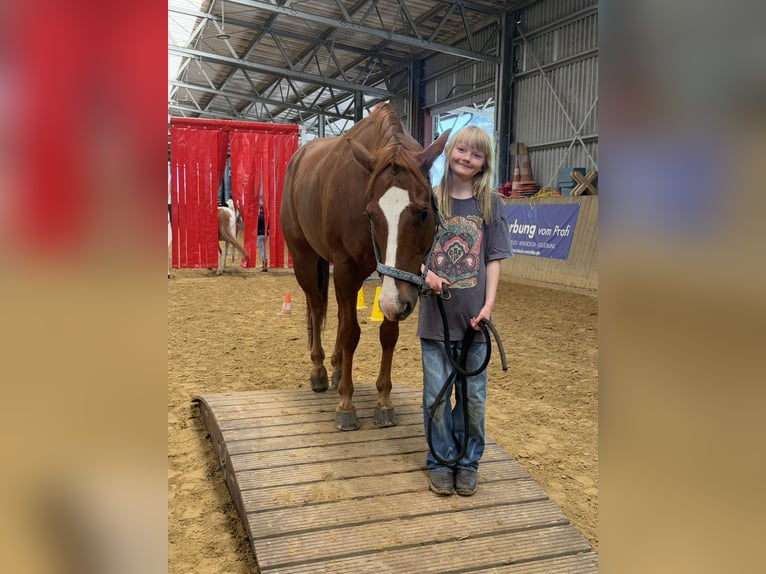 American Quarter Horse Gelding 7 years 15.1 hh Chestnut in Hennef