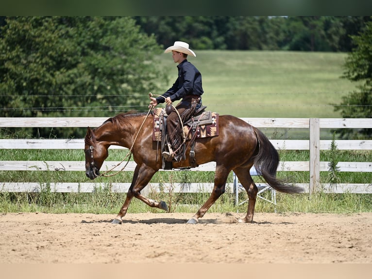 American Quarter Horse Gelding 7 years 15,1 hh Chestnut in Jackson, OH