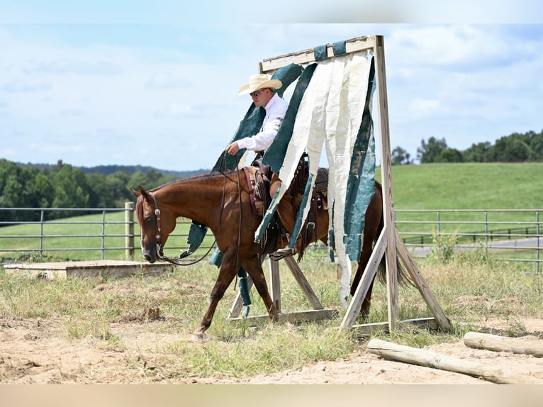 American Quarter Horse Gelding 7 years 15,1 hh Chestnut in Jackson, OH