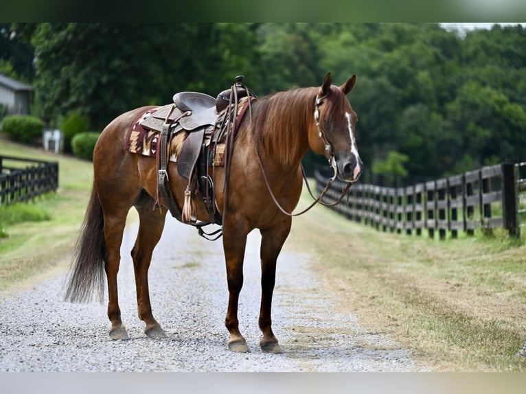 American Quarter Horse Gelding 7 years 15,1 hh Chestnut in Jackson, OH
