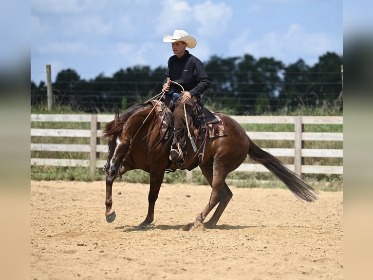 American Quarter Horse Gelding 7 years 15,1 hh Chestnut in Jackson, OH