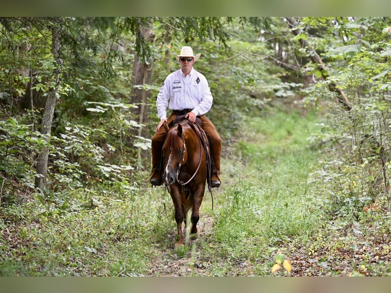 American Quarter Horse Gelding 7 years 15,1 hh Chestnut in Jackson, OH