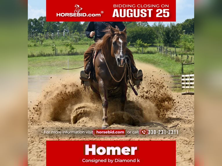 American Quarter Horse Gelding 7 years 15,1 hh Chestnut in Jackson, OH