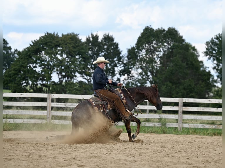 American Quarter Horse Gelding 7 years 15,1 hh Chestnut in Jackson, OH