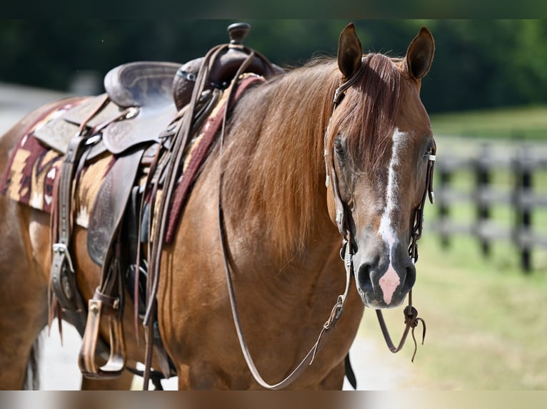 American Quarter Horse Gelding 7 years 15,1 hh Chestnut in Jackson, OH