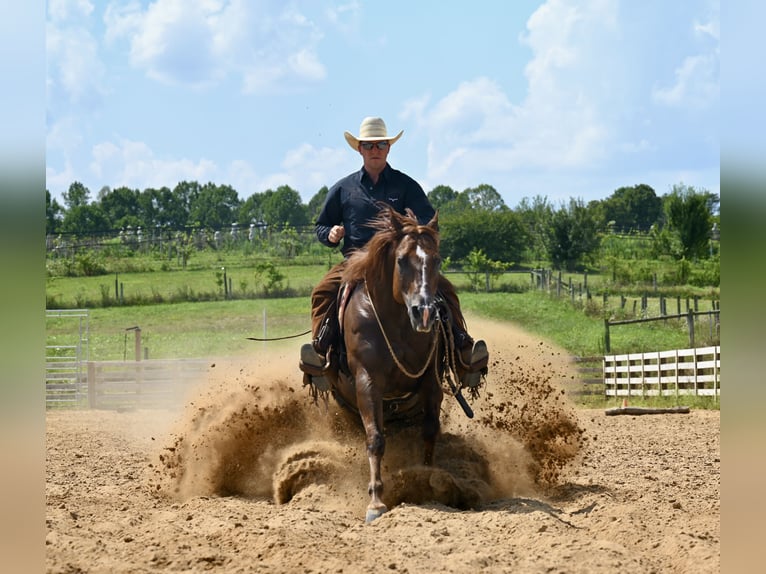 American Quarter Horse Gelding 7 years 15,1 hh Chestnut in Jackson, OH