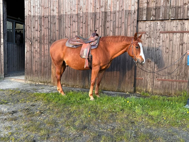 American Quarter Horse Gelding 7 years 15,1 hh Chestnut-Red in Ellerhoop