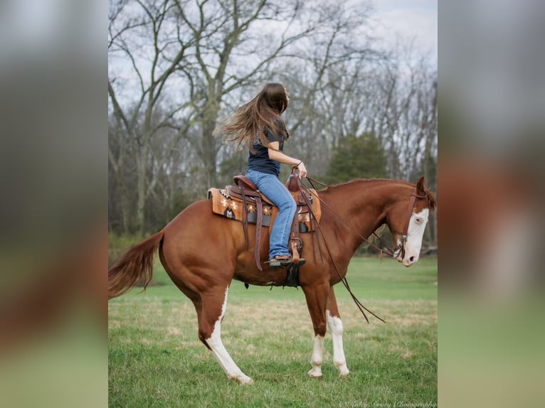 American Quarter Horse Gelding 7 years 15,1 hh Chestnut in Auburn KY