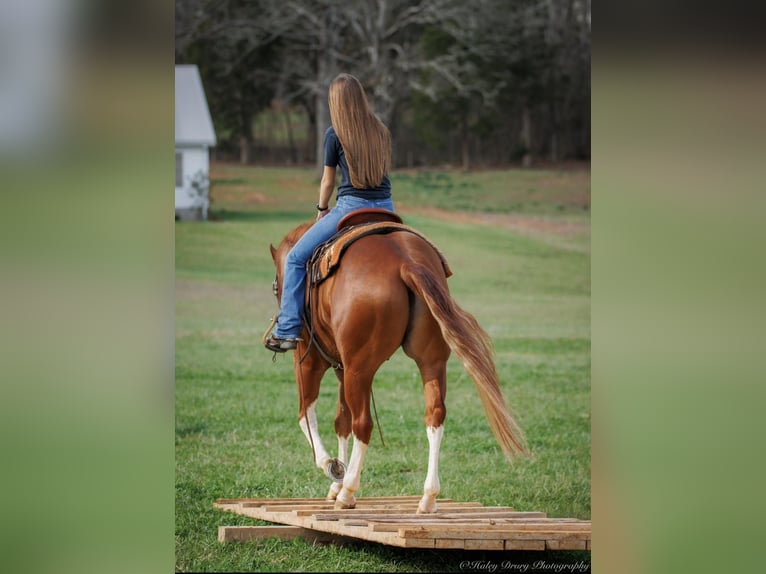 American Quarter Horse Gelding 7 years 15,1 hh Chestnut in Auburn KY