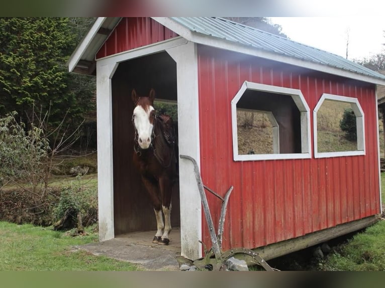 American Quarter Horse Gelding 7 years 15,1 hh Chestnut in Auburn KY