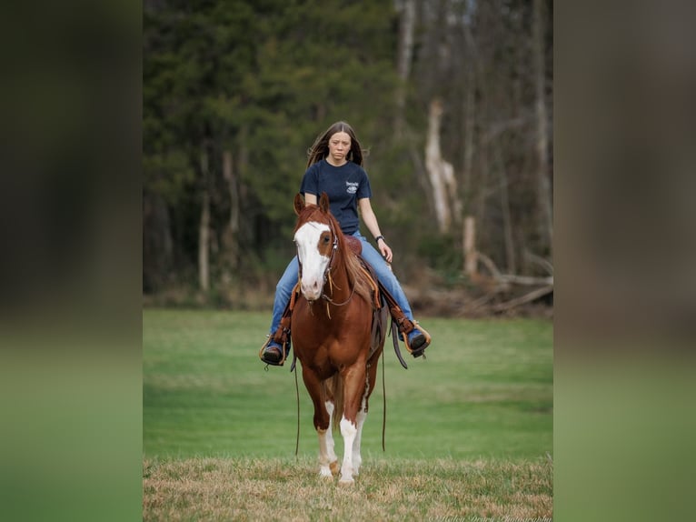 American Quarter Horse Gelding 7 years 15,1 hh Chestnut in Auburn KY