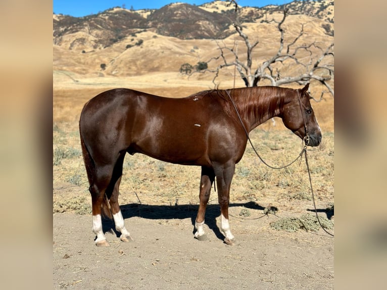 American Quarter Horse Gelding 7 years 15,1 hh Chestnut in Bitterwater CA