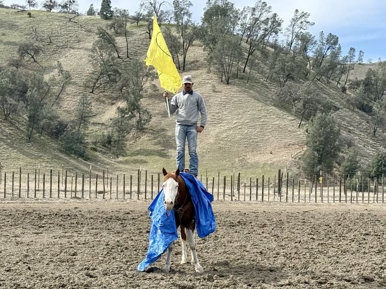 American Quarter Horse Gelding 7 years 15,1 hh Chestnut in King City CA