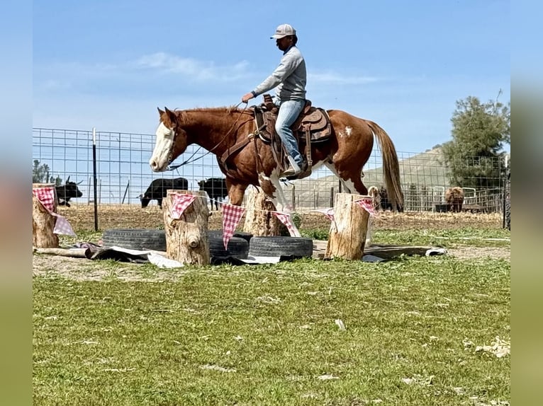 American Quarter Horse Gelding 7 years 15,1 hh Chestnut in King City CA