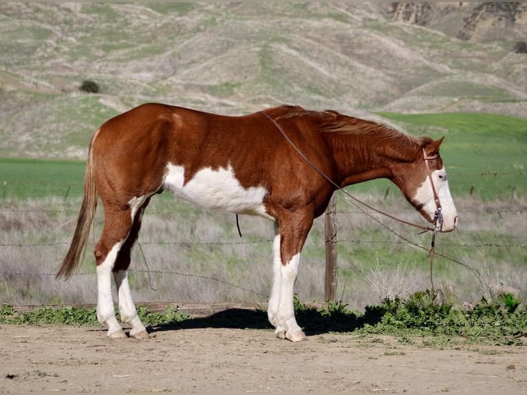 American Quarter Horse Gelding 7 years 15,1 hh Chestnut in King City CA