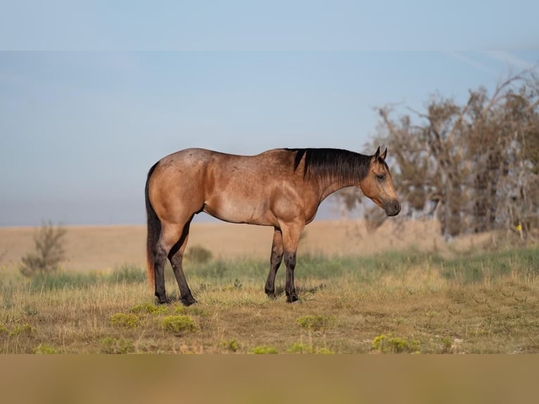 American Quarter Horse Gelding 7 years 15,1 hh Dun in Waco