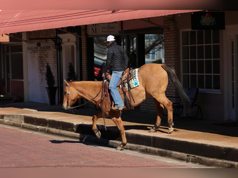American Quarter Horse Gelding 7 years 15,1 hh Dun in Rusk TX