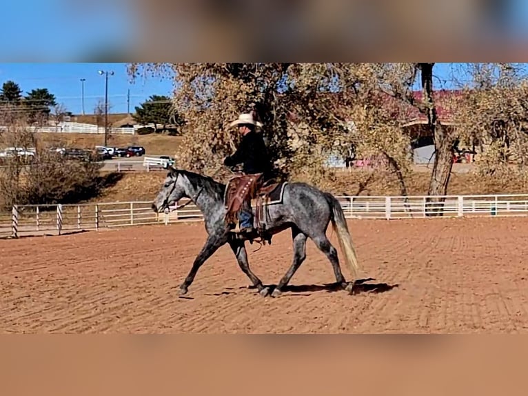 American Quarter Horse Gelding 7 years 15,1 hh Gray in Westcliffe