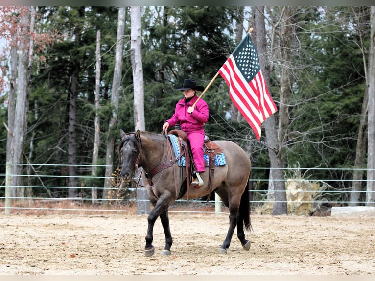 American Quarter Horse Gelding 7 years 15,1 hh Grullo in Clarion