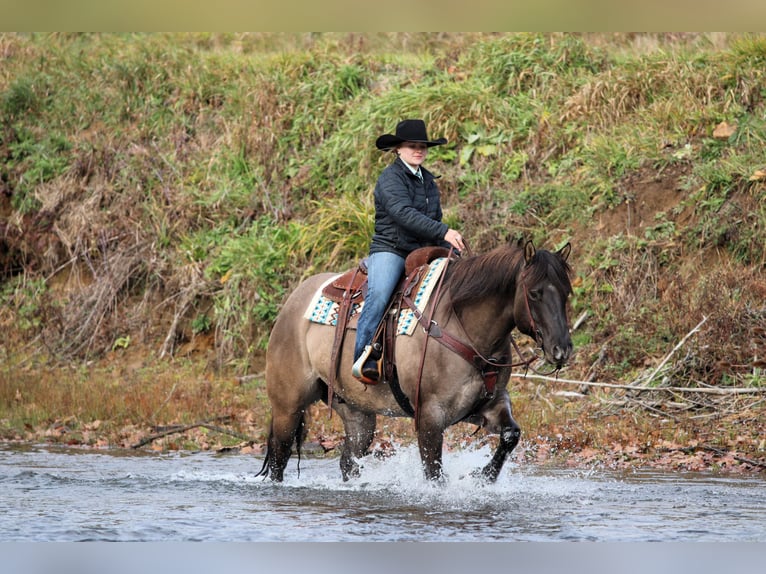 American Quarter Horse Gelding 7 years 15,1 hh Grullo in Clarion