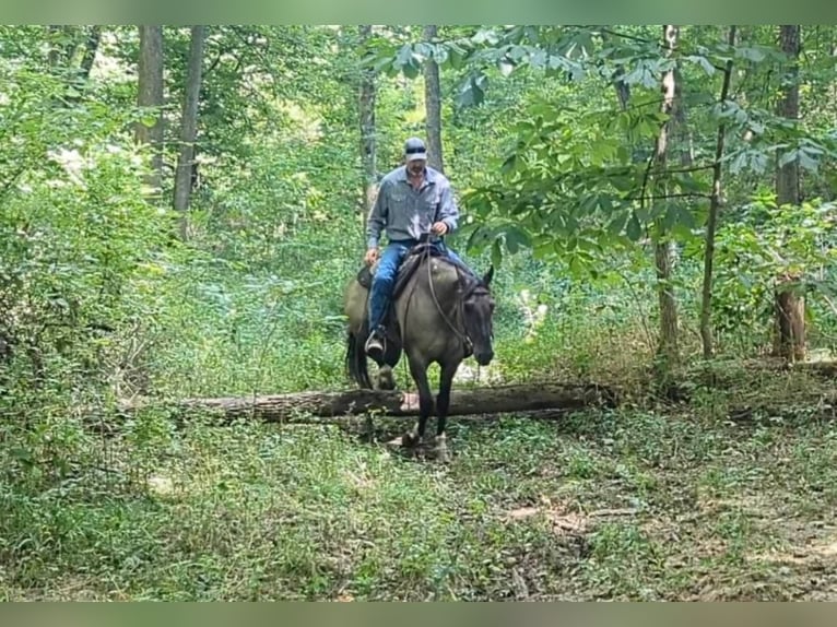 American Quarter Horse Gelding 7 years 15,1 hh Grullo in Winchester OH