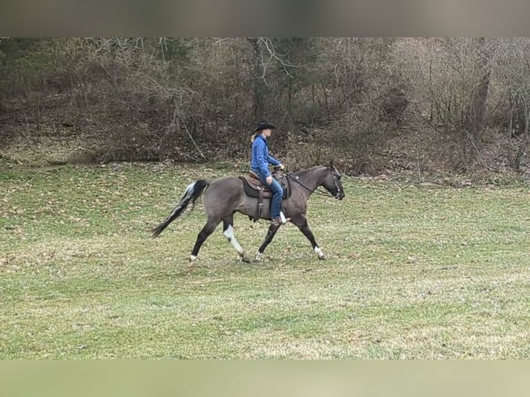 American Quarter Horse Gelding 7 years 15,1 hh Grullo in Winchester OH