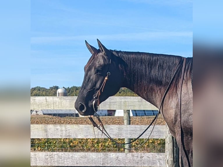 American Quarter Horse Gelding 7 years 15,1 hh Grullo in Winchester OH