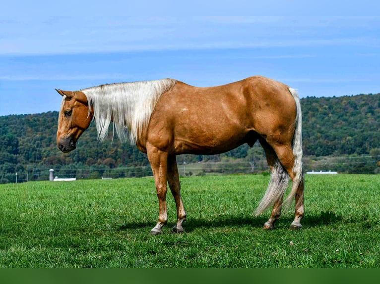 American Quarter Horse Gelding 7 years 15,1 hh Palomino in Rebersburg