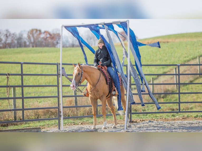 American Quarter Horse Gelding 7 years 15,1 hh Palomino in Fredericksburg, OH