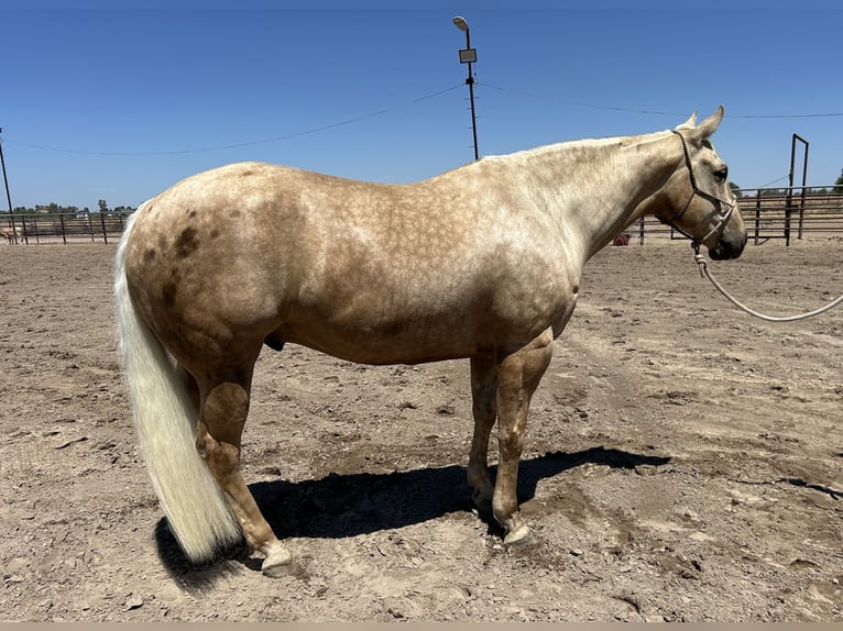 American Quarter Horse Gelding 7 years 15,1 hh Palomino in Madera, CA