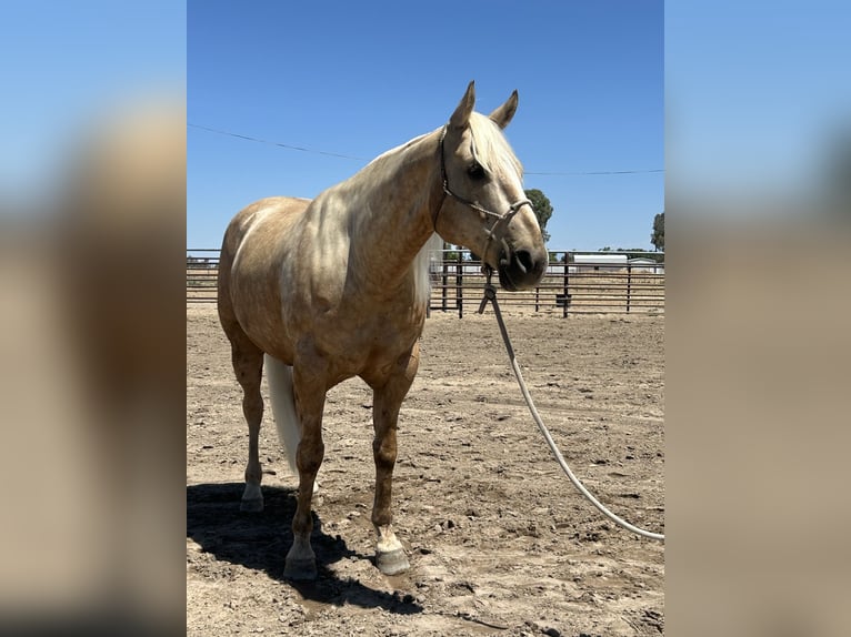 American Quarter Horse Gelding 7 years 15,1 hh Palomino in Madera, CA