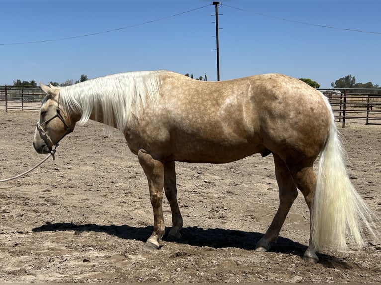 American Quarter Horse Gelding 7 years 15,1 hh Palomino in Madera, CA