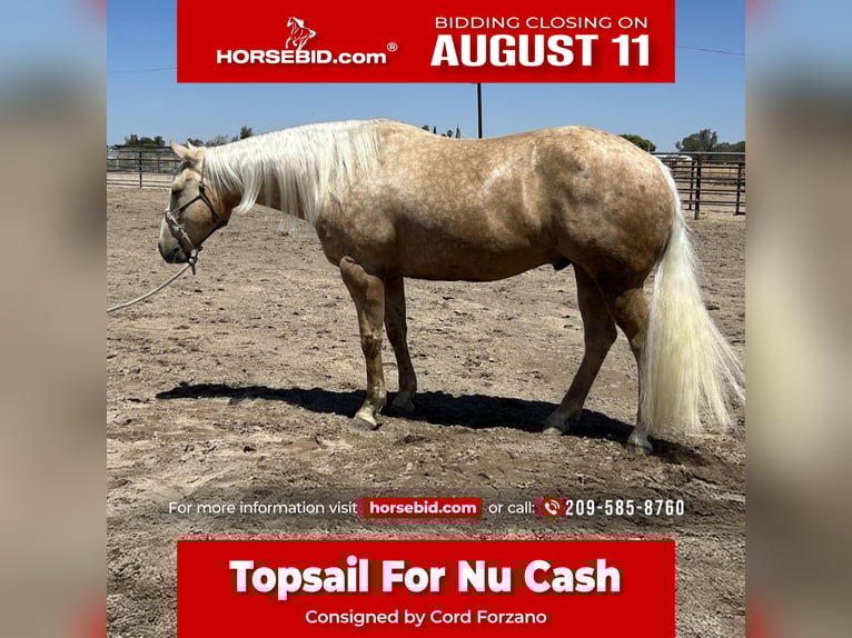 American Quarter Horse Gelding 7 years 15,1 hh Palomino in Madera, CA