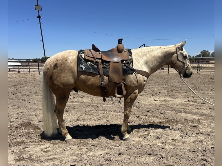American Quarter Horse Gelding 7 years 15,1 hh Palomino in Madera, CA