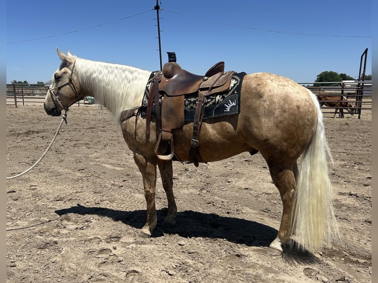 American Quarter Horse Gelding 7 years 15,1 hh Palomino in Madera, CA