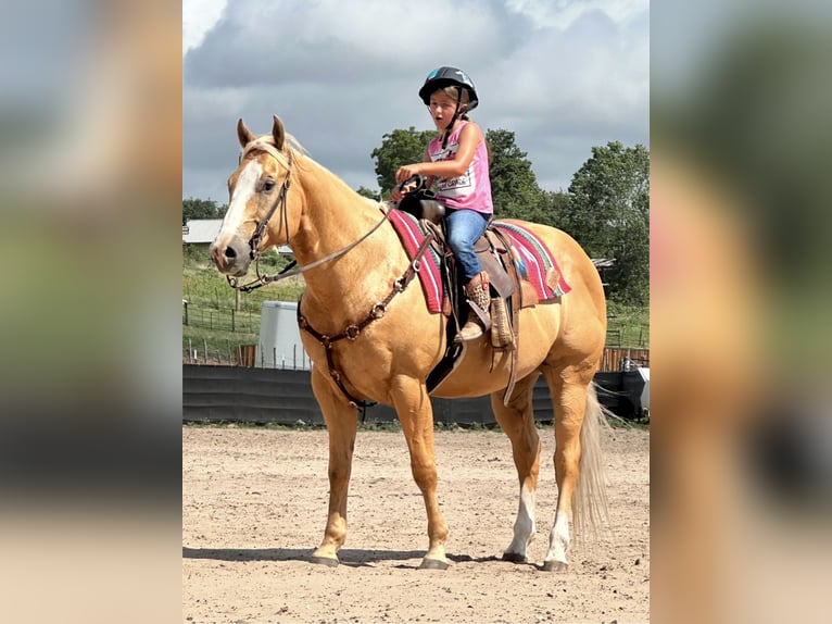 American Quarter Horse Gelding 7 years 15,1 hh Palomino in Weatherford