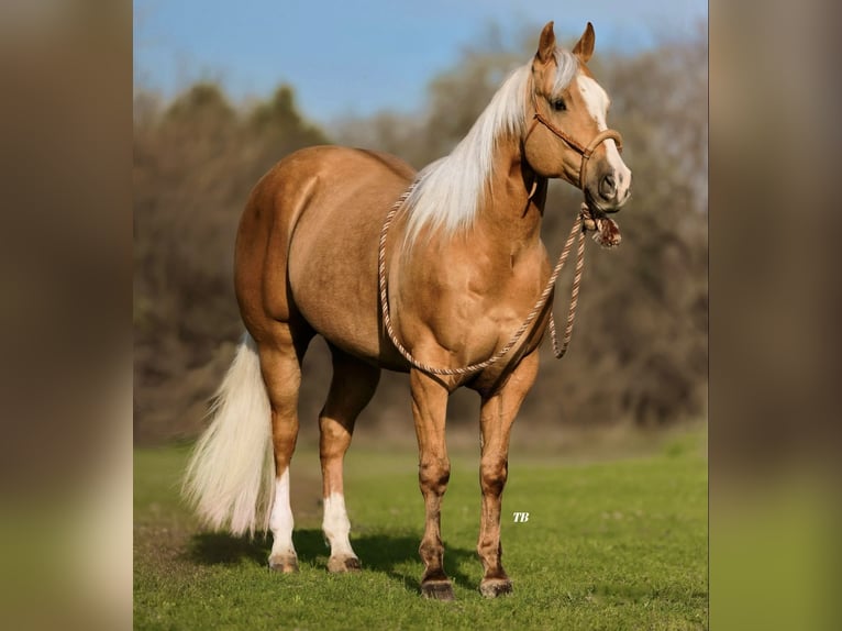 American Quarter Horse Gelding 7 years 15,1 hh Palomino in Weatherford