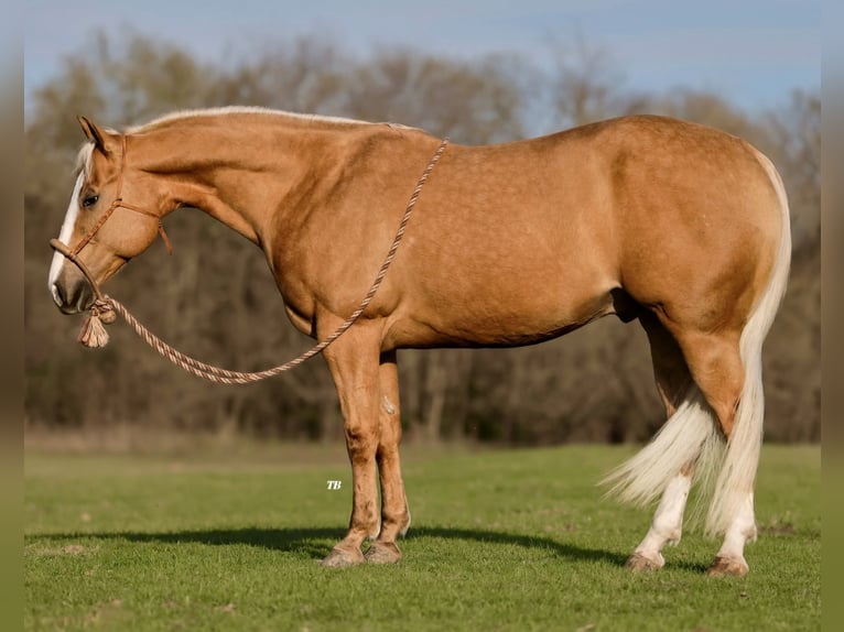 American Quarter Horse Gelding 7 years 15,1 hh Palomino in Weatherford