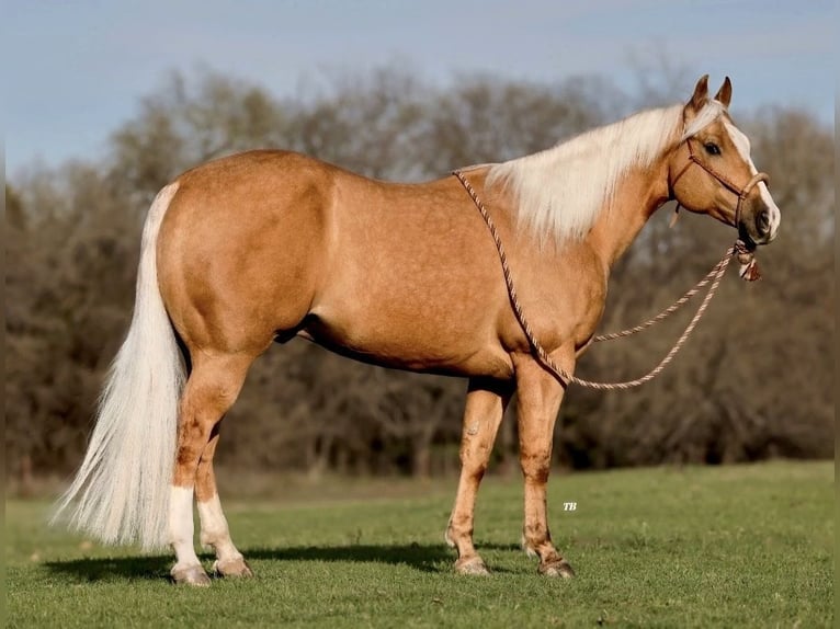 American Quarter Horse Gelding 7 years 15,1 hh Palomino in Weatherford