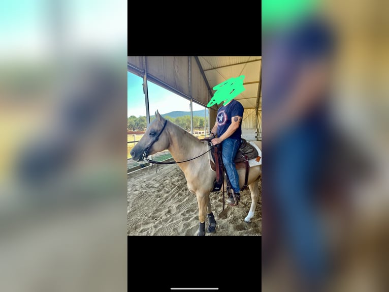 American Quarter Horse Gelding 7 years 15,1 hh Palomino in Palombara Sabina