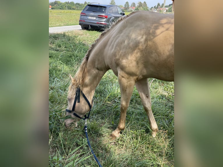 American Quarter Horse Gelding 7 years 15,1 hh Perlino in Mannersdorf am Leithagebirge