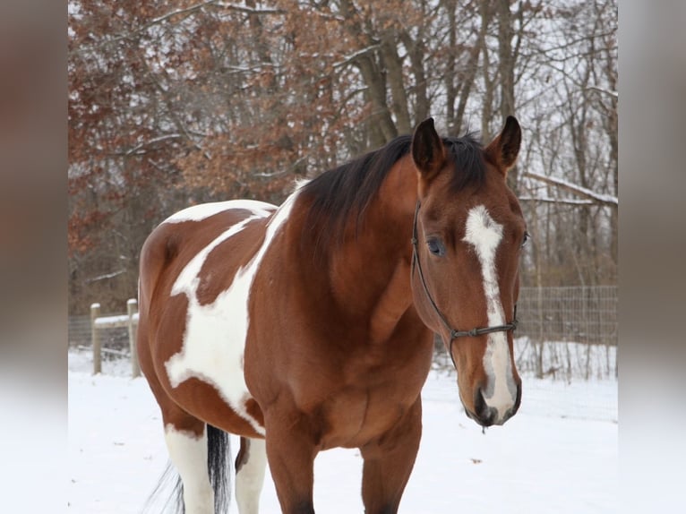 American Quarter Horse Gelding 7 years 15.1 hh Pinto in Howell