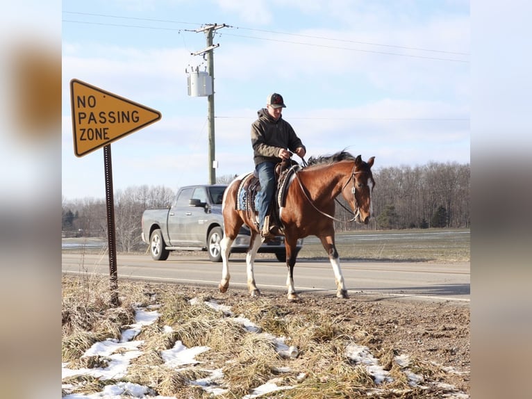American Quarter Horse Gelding 7 years 15.1 hh Pinto in Howell