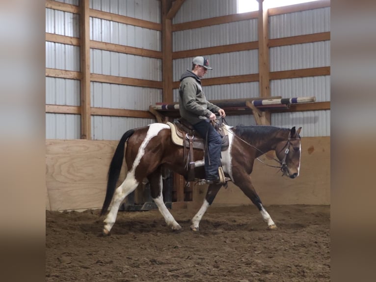 American Quarter Horse Gelding 7 years 15.1 hh Pinto in Howell