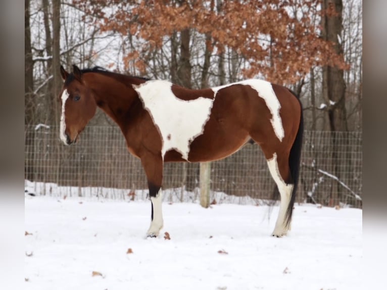 American Quarter Horse Gelding 7 years 15.1 hh Pinto in Howell
