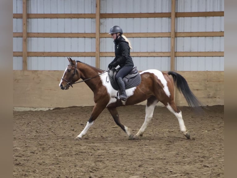 American Quarter Horse Gelding 7 years 15.1 hh Pinto in Howell